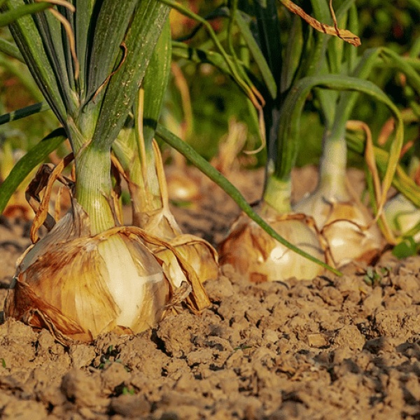 yellow Onion in Egypt