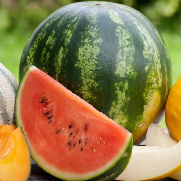 melons in Egypt